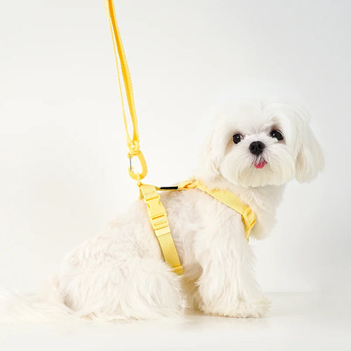 Adjustable Dog Harness Collar Leash Set Macarone Color, Reflective Small Dog Accessories for Puppy & Cat Supplies, Pet Walking